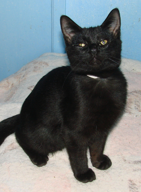 picture of B.b. AKA Geronimo, a Domestic Short Hair black