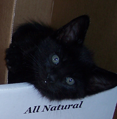 picture of B.b. AKA Geronimo, a Domestic Short Hair black