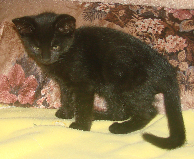 picture of B.b. AKA Geronimo, a Domestic Short Hair black