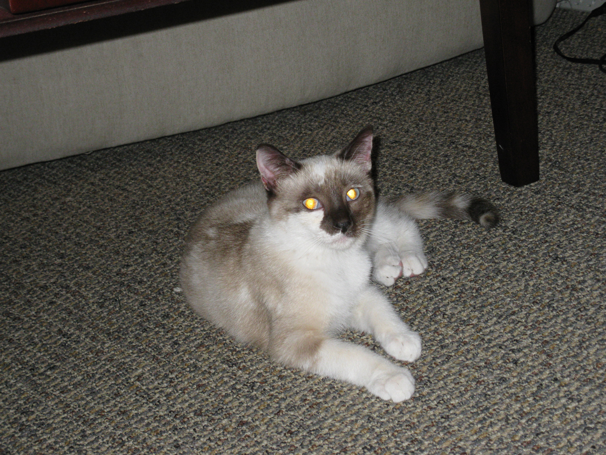 picture of Snowbunny, a Siamese/Domestic Short Hair-x chocolate point snowshoe