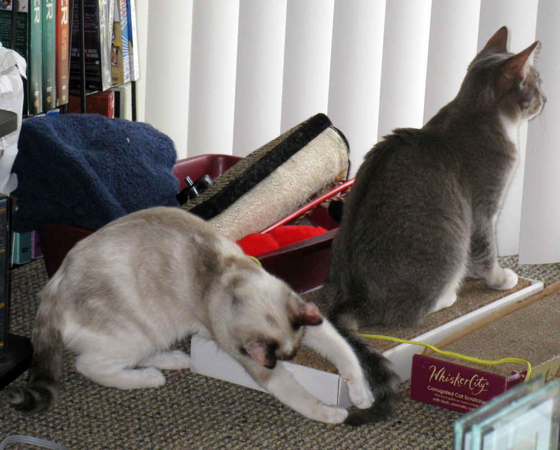 picture of Snowbunny, a Siamese/Domestic Short Hair-x chocolate point snowshoe