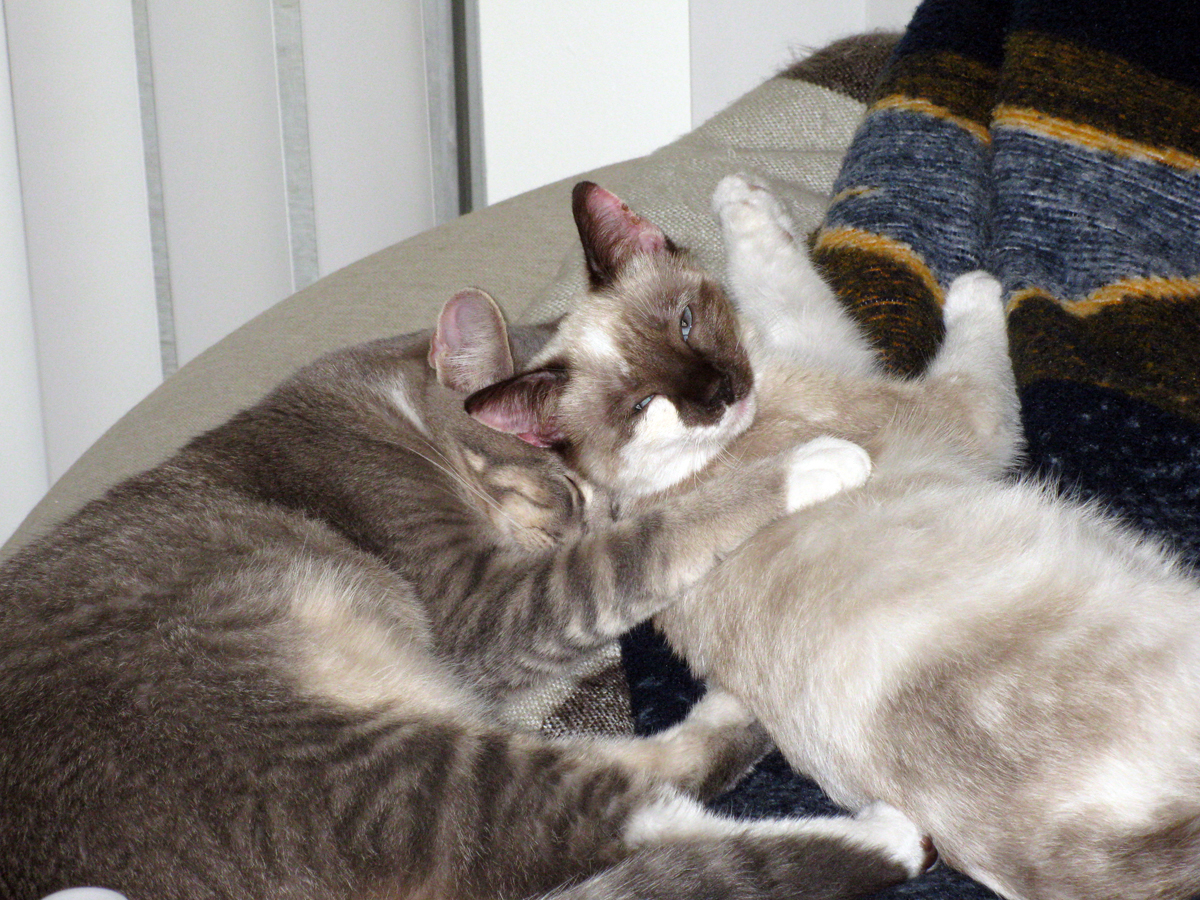picture of Snowbunny, a Siamese/Domestic Short Hair-x chocolate point snowshoe