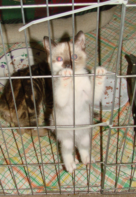 picture of Snowbunny, a Siamese/Domestic Short Hair-x chocolate point snowshoe