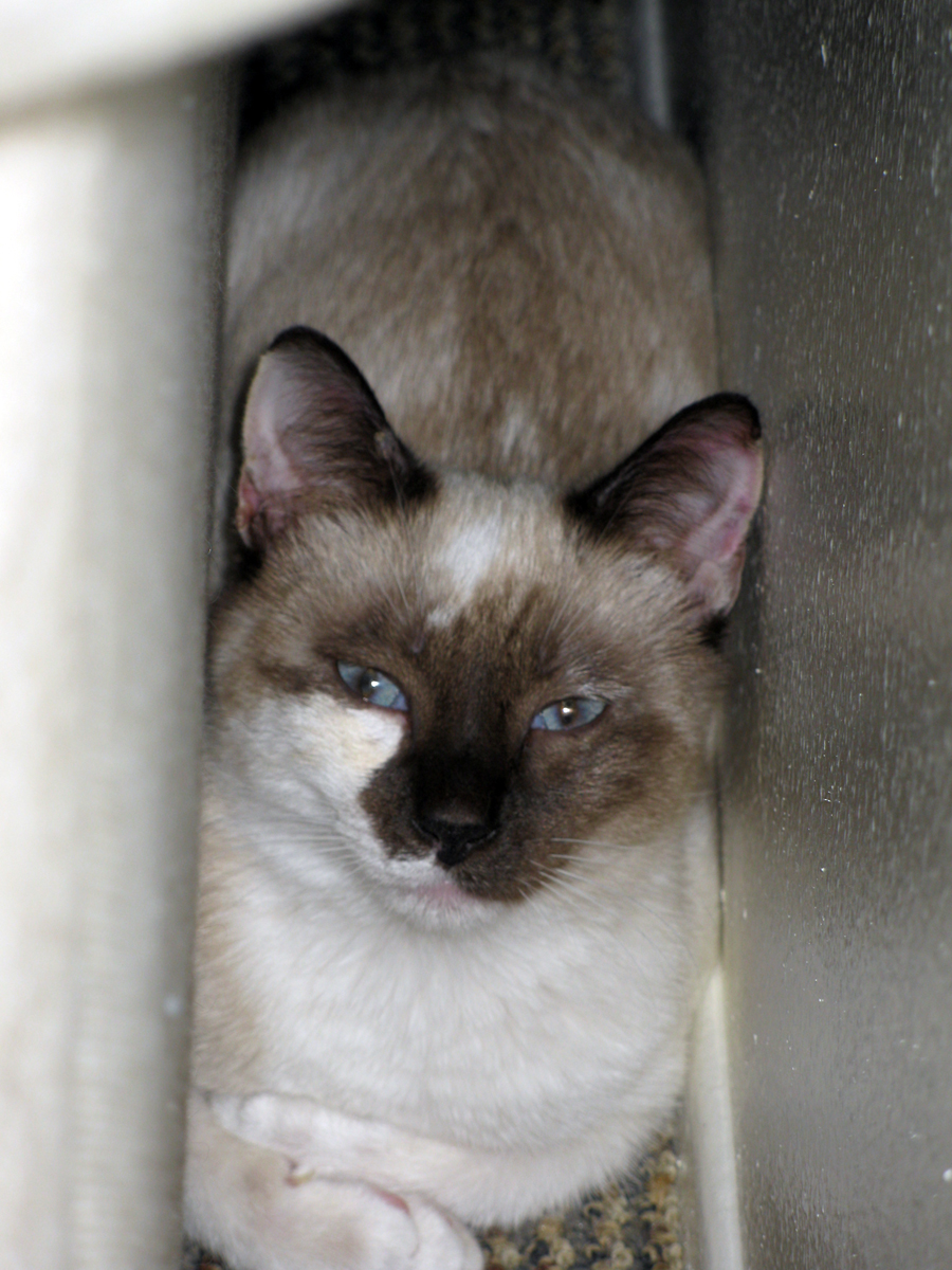 picture of Snowbunny, a Siamese/Domestic Short Hair-x chocolate point snowshoe