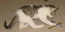 another picture of Cello, a Domestic Short Hair white/brown tabby