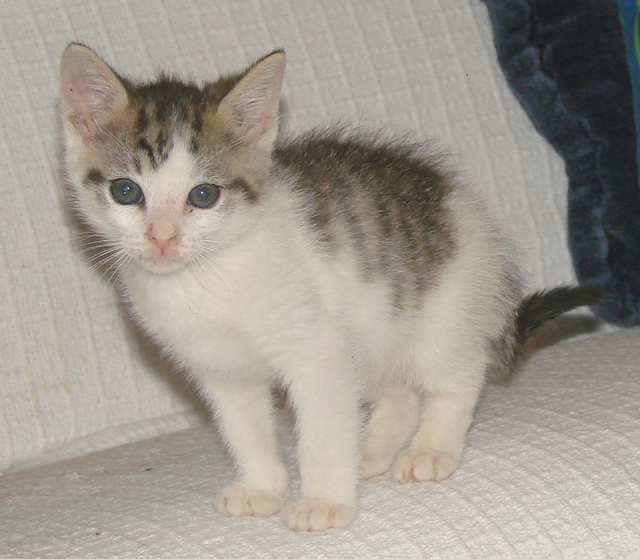 picture of Cello, a Domestic Short Hair white/brown tabby
