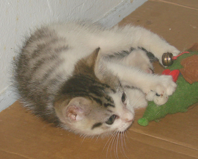 picture of Cello, a Domestic Short Hair white/brown tabby