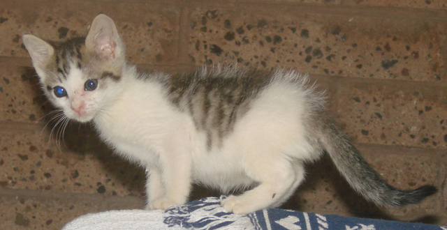 picture of Cello, a Domestic Short Hair white/brown tabby