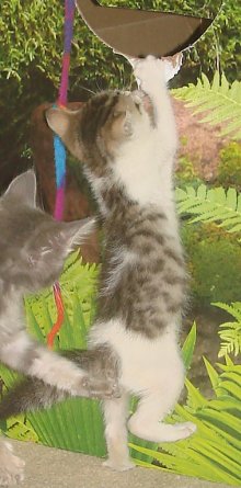 picture of Cello, a Domestic Short Hair white/brown tabby