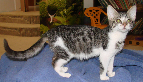picture of Fiddle, a Domestic Short Hair silver gray tabby/white