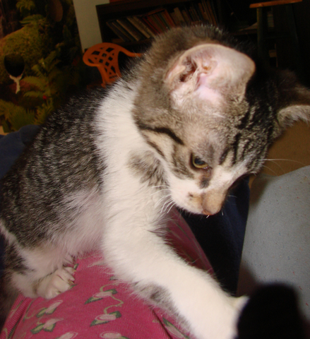 picture of Fiddle, a Domestic Short Hair silver gray tabby/white