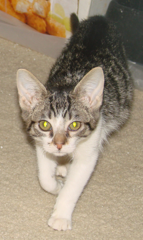 picture of Fiddle, a Domestic Short Hair silver gray tabby/white