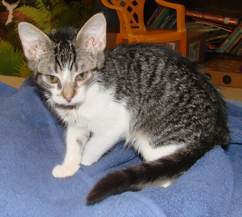 picture of Fiddle, a Domestic Short Hair silver gray tabby/white