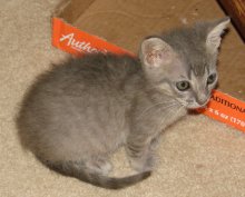 another picture of Viola, a Domestic Short Hair gray tabby