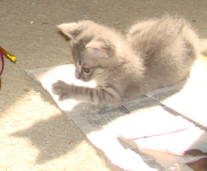 picture of Viola, a Domestic Short Hair gray tabby