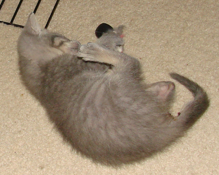 picture of Viola, a Domestic Short Hair gray tabby