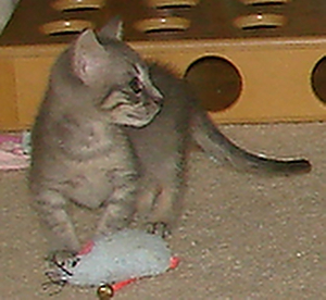 picture of Viola, a Domestic Short Hair gray tabby