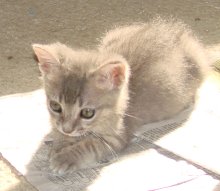 picture of Viola, a Domestic Short Hair gray tabby