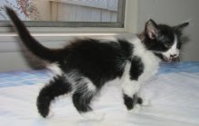 another picture of Raja, a Domestic Medium Hair black/white