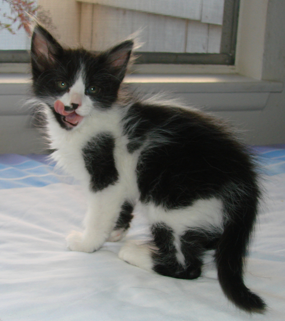 picture of Raja, a Domestic Medium Hair black/white