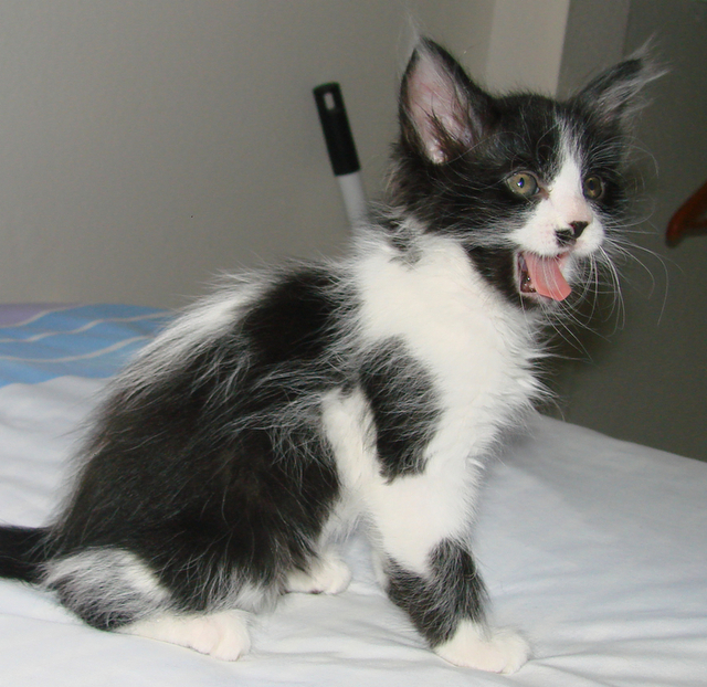 picture of Raja, a Domestic Medium Hair black/white