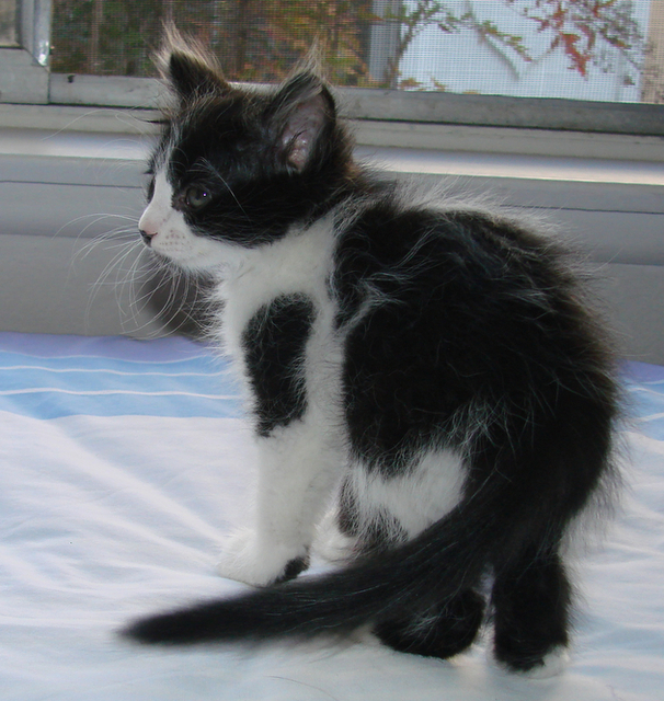 picture of Raja, a Domestic Medium Hair black/white