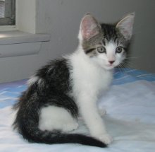 another picture of Dot, a Domestic Short Hair tabby/white