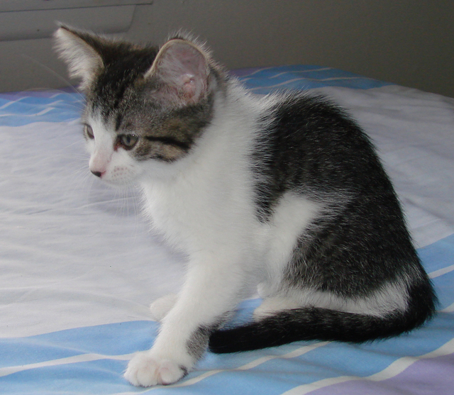 picture of Dot, a Domestic Short Hair tabby/white