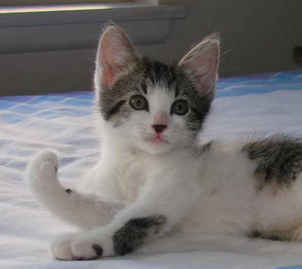 picture of Dot, a Domestic Short Hair tabby/white