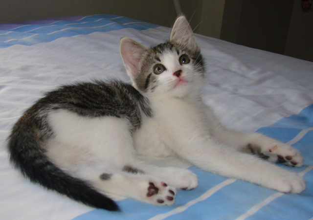 picture of Dot, a Domestic Short Hair tabby/white