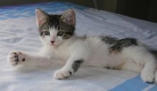 picture of Dot, a Domestic Short Hair tabby/white