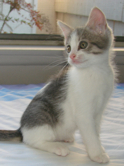 picture of Lenore, a Domestic Short Hair gray/white