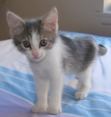 picture of Lenore, a Domestic Short Hair gray/white