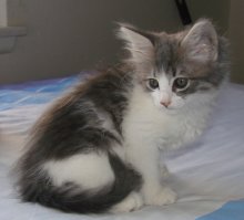 another picture of Tofi, a Domestic Medium Hair gray/white