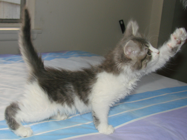 picture of Tofi, a Domestic Medium Hair gray/white