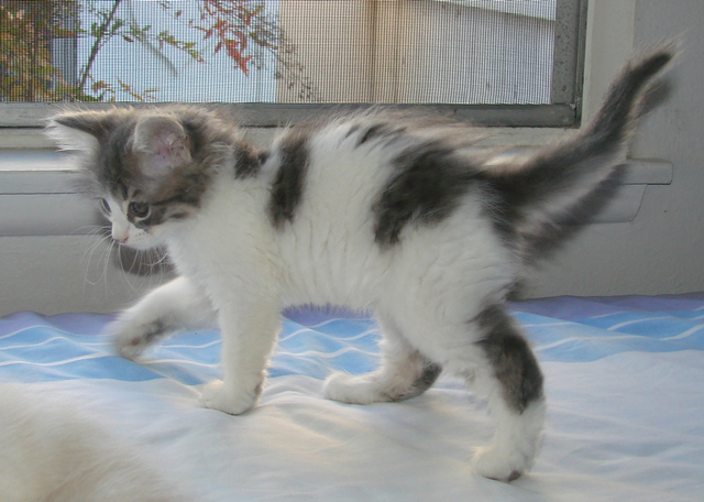 picture of Tofi, a Domestic Medium Hair gray/white