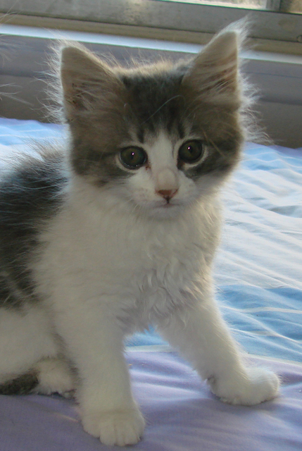 picture of Tofi, a Domestic Medium Hair gray/white