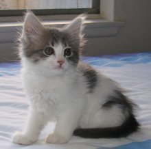 picture of Tofi, a Domestic Medium Hair gray/white