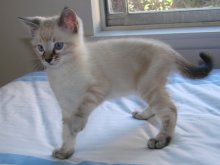 another picture of Lorne, a Siamese/Domestic Short Hair-x lynxpoint