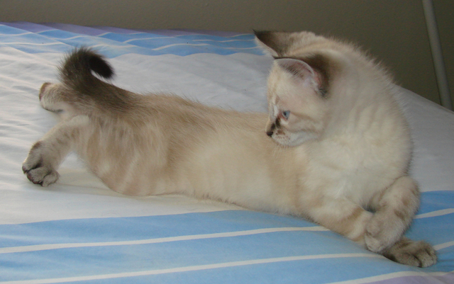 picture of Lorne, a Siamese/Domestic Short Hair-x lynxpoint