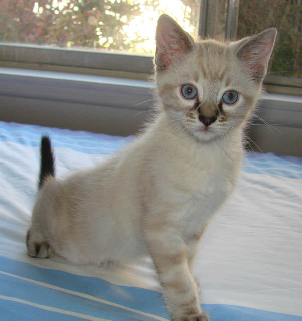 picture of Lorne, a Siamese/Domestic Short Hair-x lynxpoint