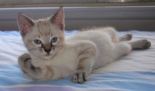 picture of Lorne, a Siamese/Domestic Short Hair-x lynxpoint