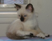 another picture of Loren, a Siamese/Domestic Short Hair-x sealpoint snowshoe