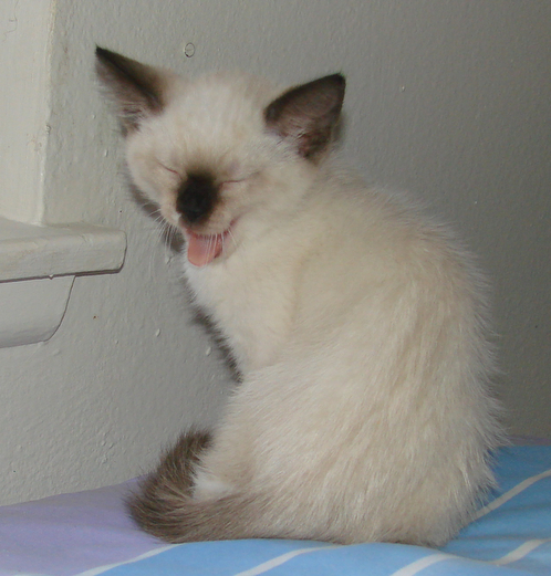 picture of Loren, a Siamese/Domestic Short Hair-x sealpoint snowshoe