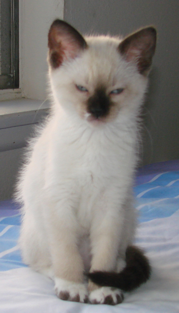 picture of Loren, a Siamese/Domestic Short Hair-x sealpoint snowshoe