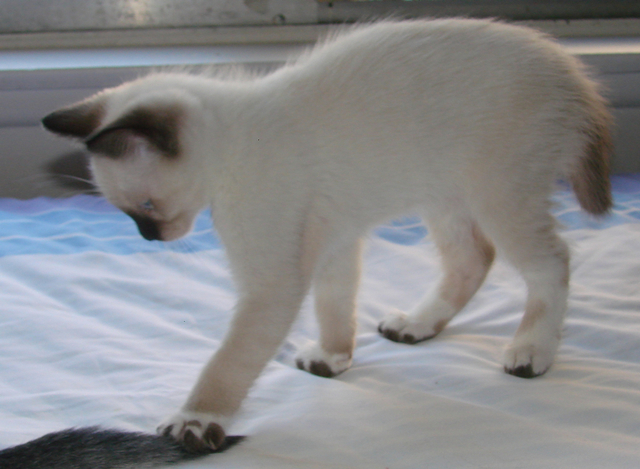 picture of Loren, a Siamese/Domestic Short Hair-x sealpoint snowshoe