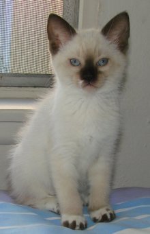 picture of Loren, a Siamese/Domestic Short Hair-x sealpoint snowshoe