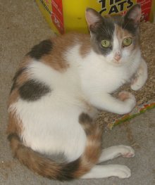 another picture of Florence, a Domestic Short Hair calico