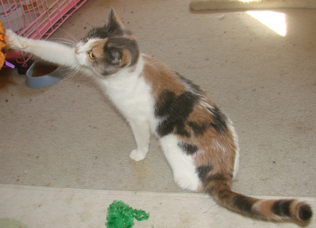 picture of Florence, a Domestic Short Hair calico