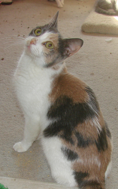 picture of Florence, a Domestic Short Hair calico